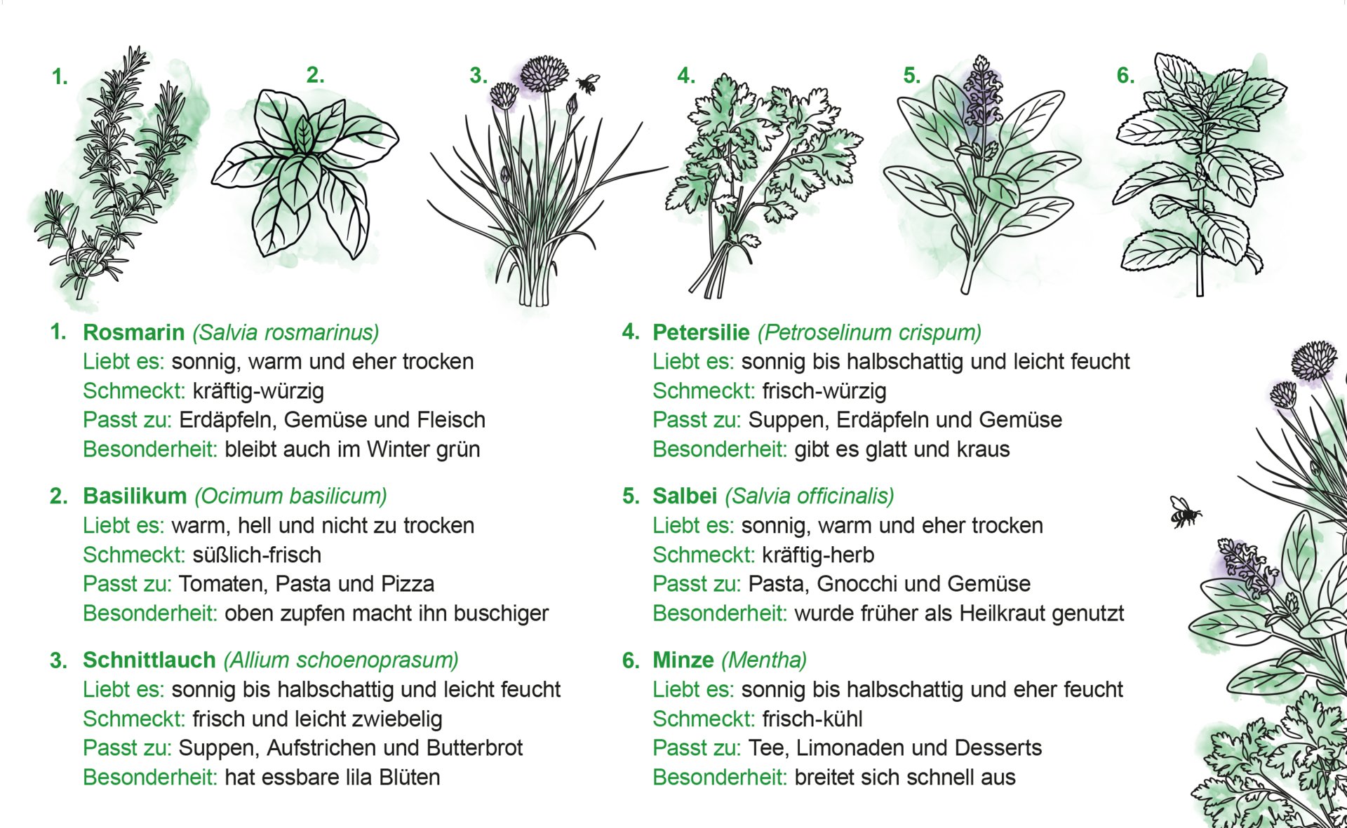 Illustration mit sechs Küchenkräutern: Rosmarin, Basilikum, Schnittlauch, Petersilie, Salbei und Minze sowie kurzen Informationen zu Standort, Geschmack und Verwendung. Diese folgen im weiteren Text.