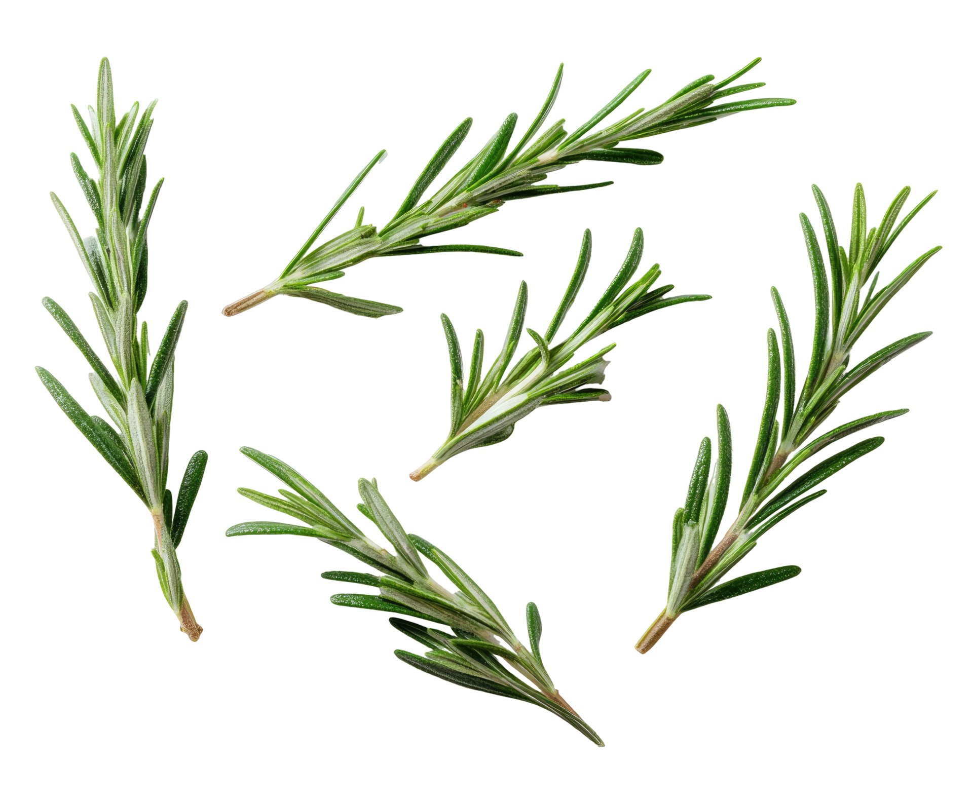 Mehrere frische Rosmarin-Stängel mit schmalen, nadelartigen grünen Blättern auf hellem Hintergrund. Die Blätter wachsen dicht entlang der dünnen, leicht verholzten Zweige.